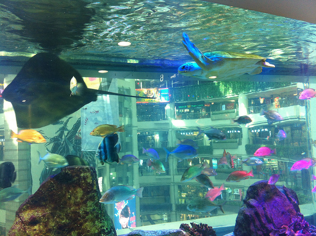 Tortuga nadando dentro del acuario de Granview Mall en la ciudad china de Guangzhou.