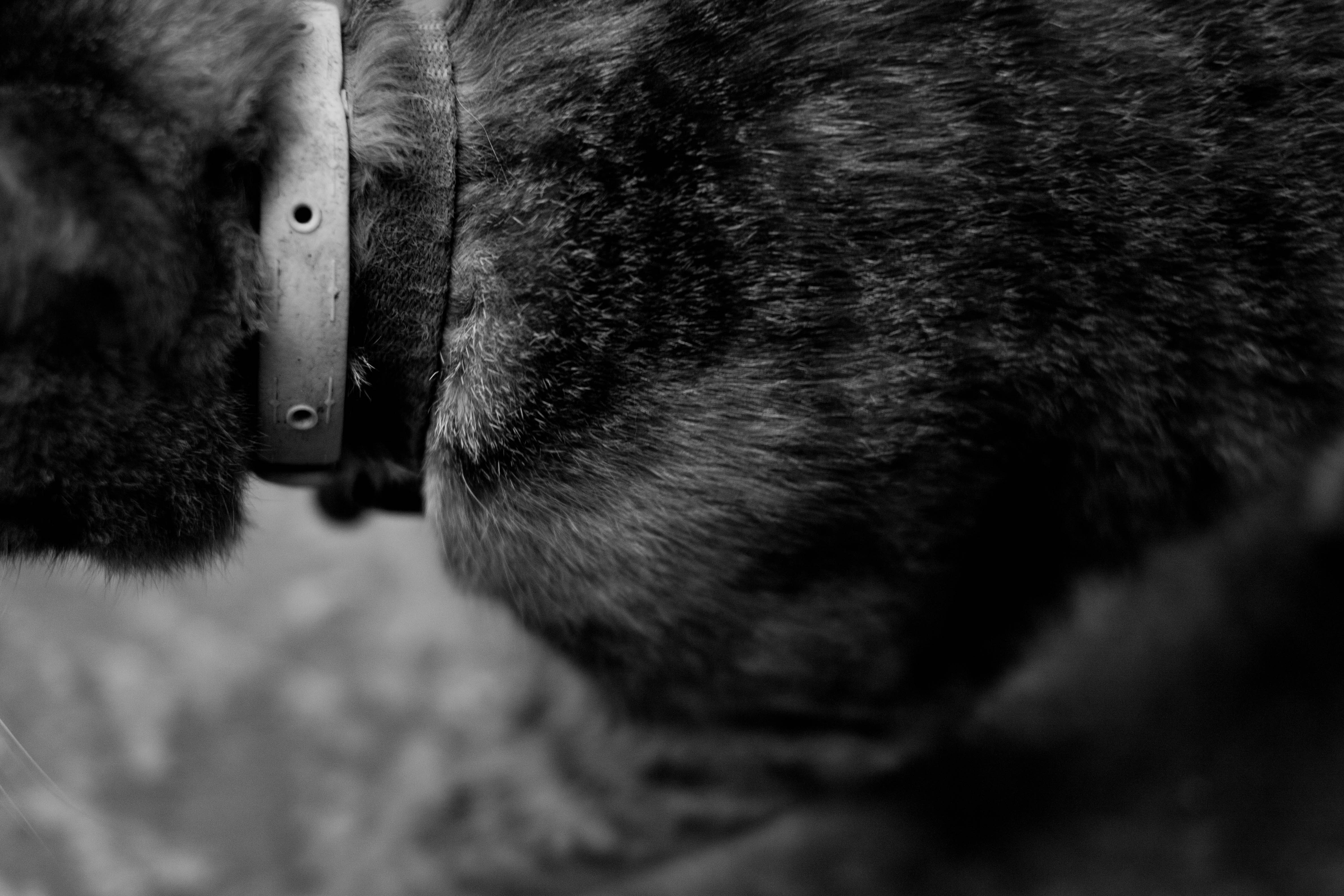 Gato chino callejero.
